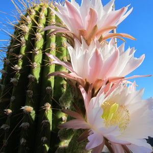 Cereus Cactus Flower Earrings