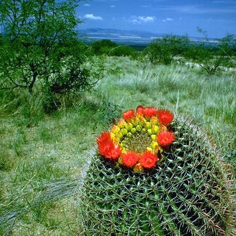 Barrel Cactus Flower Crown Necklace